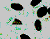 anomalous (yellow) beans are indicated in black, expected in light gray